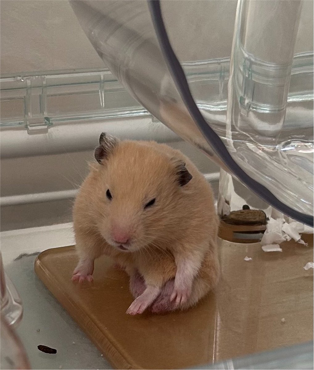 ぼんてん🐹 tweet media