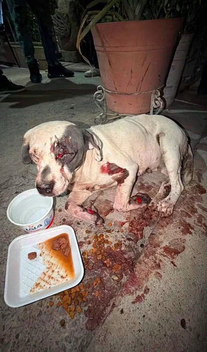 LicAnimalista's tweet photo. Atención @FiscaliaJal urge atención a este asunto #NoticiaCriminal @PabloLemusN https://t.co/kACW5G66WN