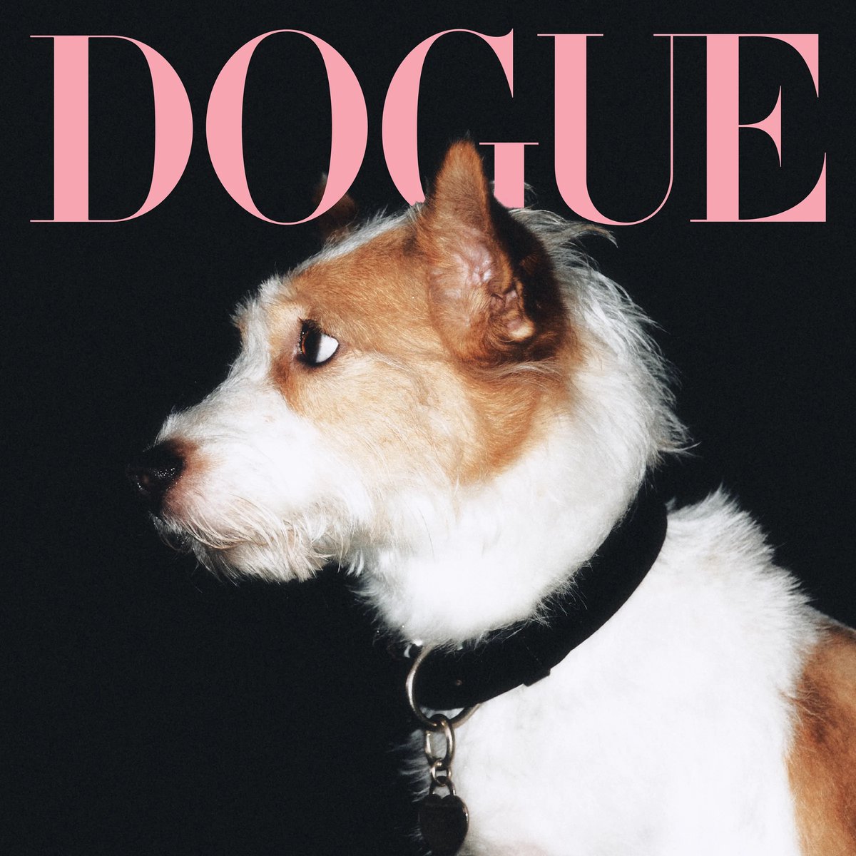 TheePopCore's tweet photo. Today is National Dog Photography Day. https://t.co/cTkxpHAxRP