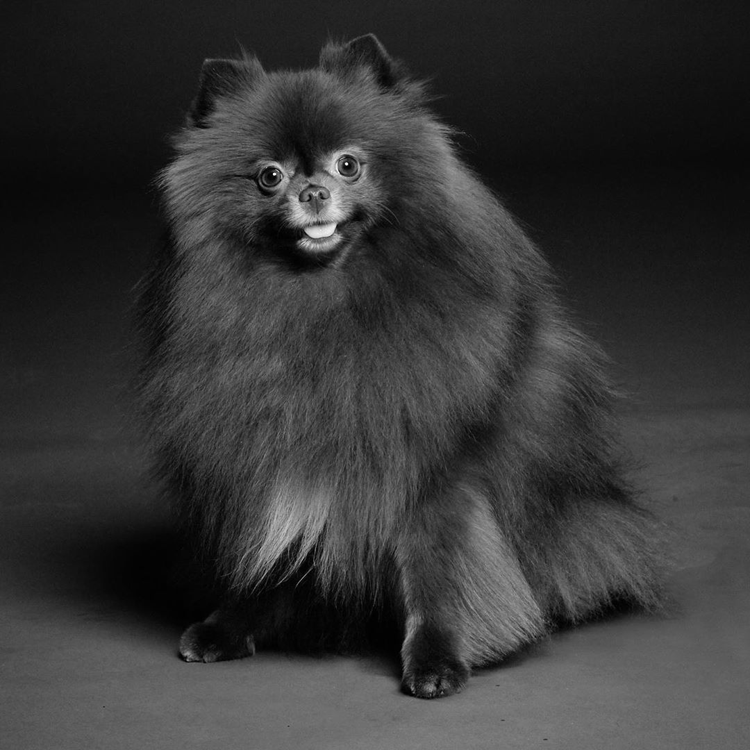 TheePopCore's tweet photo. Today is National Dog Photography Day. https://t.co/cTkxpHAxRP
