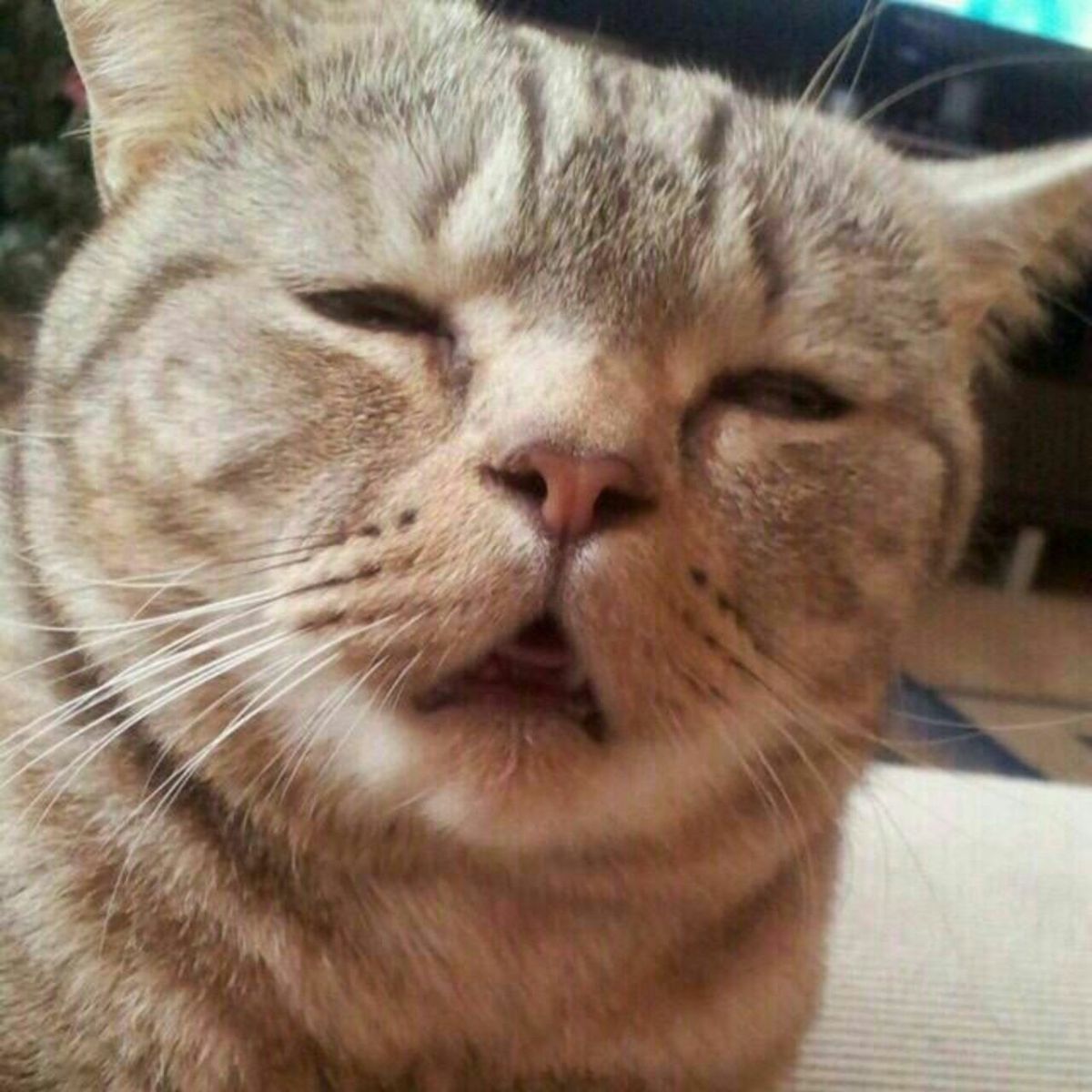 sobat meow tweet media