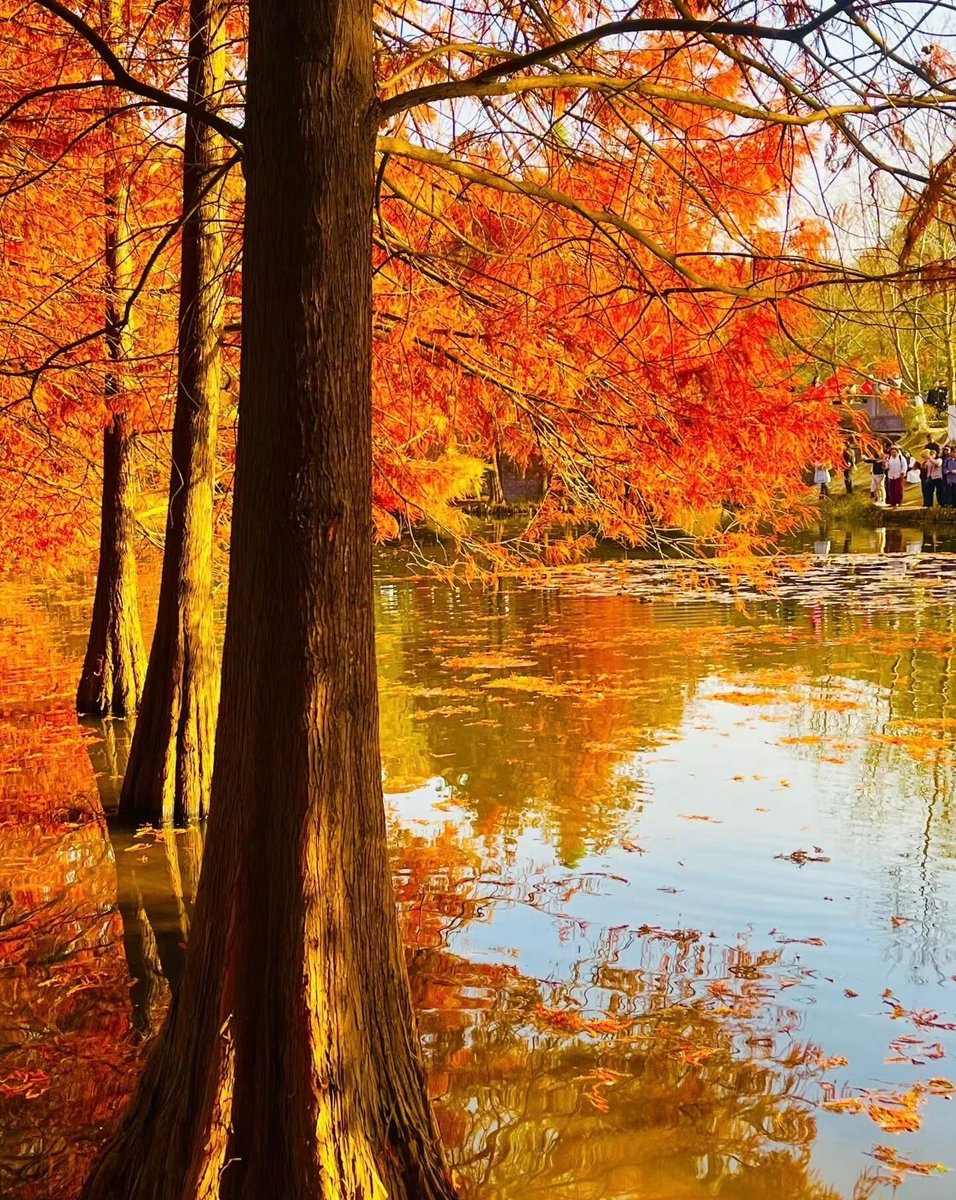 eunice6183's tweet photo. Fall morning wind carrying crisp apple scent—perfect for a hot spiced latte and a walk with a knit scarf! https://t.co/WsyLSDU9fN