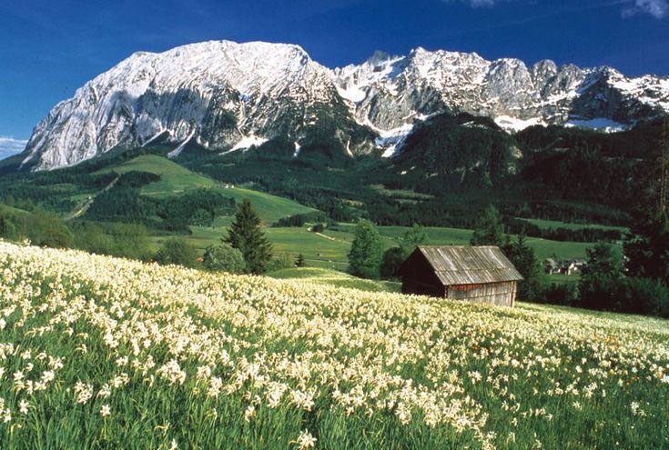 WhispersOftw's tweet photo. A sea of alpine blossoms beneath majestic mountains. https://t.co/sgRVZsTuOf