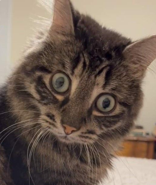 sobat meow tweet media
