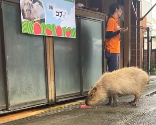 capymofu_jp's tweet photo. 第11回「#カピバラのスイカ早食い競争」
結果が出そろいました！！！

🏆最終結果🏆
🍉那須 1分41秒
🍉長崎 2分33秒
🍉伊豆 3分59秒
🍉埼玉 4分18秒
🍉石川 5分53秒

最終発表は 
@capybarabath さんにて！

出場選手のみなさんお疲れ様でした！🙌✨ https://t.co/tYscQG76ya