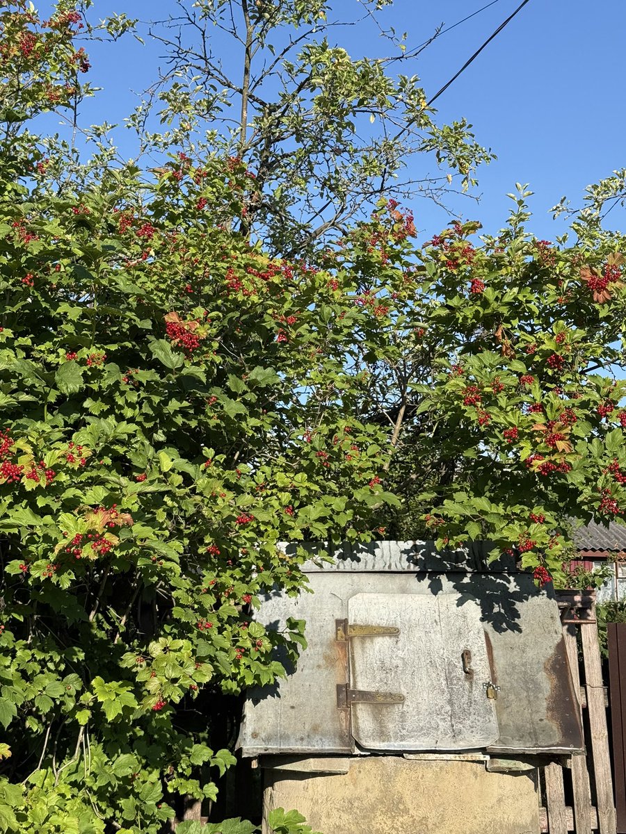 anyasnuff's tweet photo. Доброго ранку з недільного базару в селі 🌺 https://t.co/qDLZzHJfyn