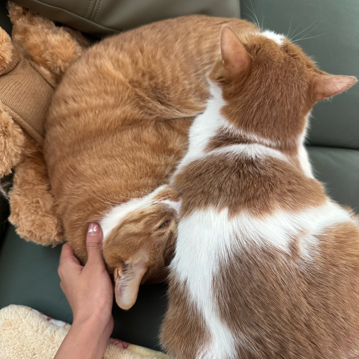 marilyn_akey's tweet photo. My fur baby turned a rainy workday into a cozy, purr-fect memory  Nothing beats this kind of company. https://t.co/7dFxJFDHNv