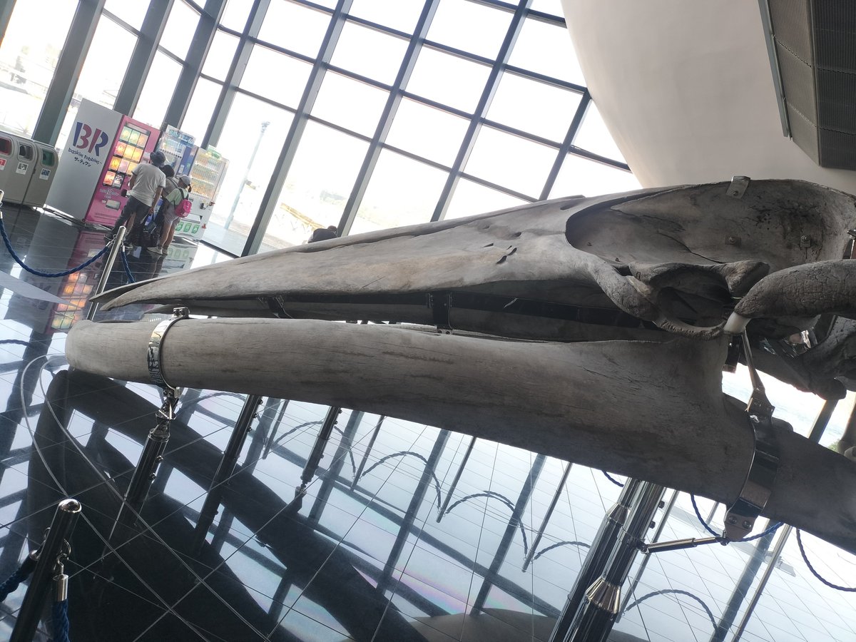 kuma3393's tweet photo. 今回の旅行で感激したことの一つは、生のシロナガスクジラの全身の骨格標本が見れたことですかね https://t.co/7WoDrPGxrO