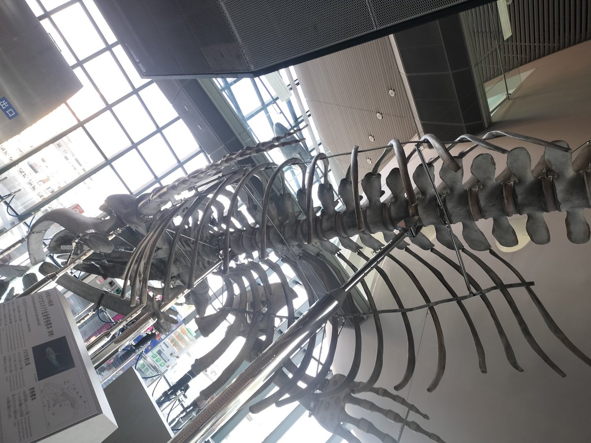 kuma3393's tweet photo. 今回の旅行で感激したことの一つは、生のシロナガスクジラの全身の骨格標本が見れたことですかね https://t.co/7WoDrPGxrO