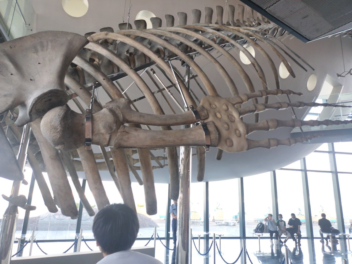 kuma3393's tweet photo. 今回の旅行で感激したことの一つは、生のシロナガスクジラの全身の骨格標本が見れたことですかね https://t.co/7WoDrPGxrO