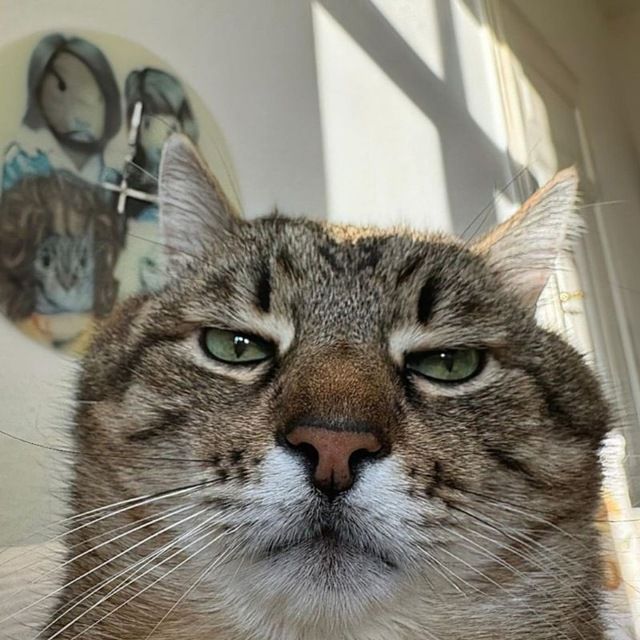 sobat meow tweet media