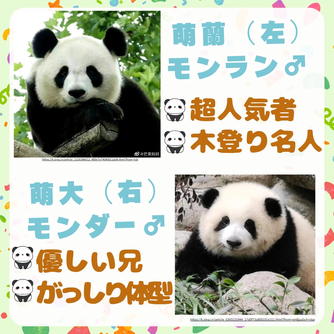 BJSA_beijing's tweet photo. あなたの推しパンダは誰ですか？👀✨

 #BJSA #北京 #中国留学  #北京動物園 #パンダ https://t.co/Y06W0sWzjm