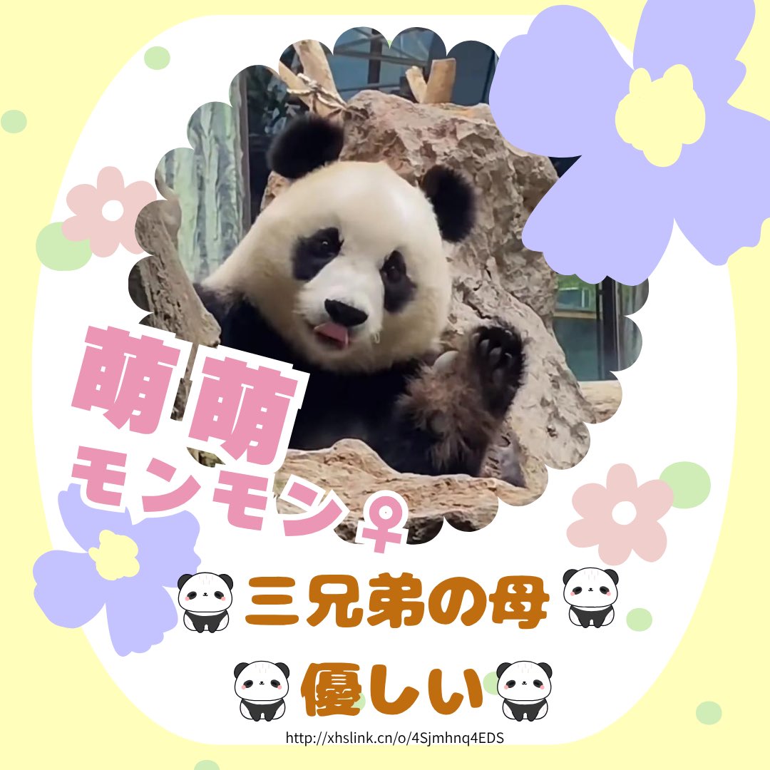 BJSA_beijing's tweet photo. あなたの推しパンダは誰ですか？👀✨

 #BJSA #北京 #中国留学  #北京動物園 #パンダ https://t.co/Y06W0sWzjm