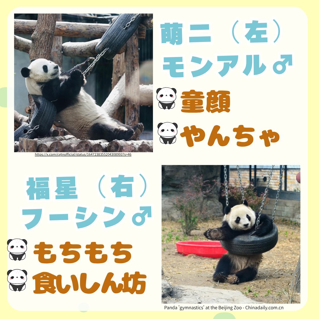 BJSA_beijing's tweet photo. あなたの推しパンダは誰ですか？👀✨

 #BJSA #北京 #中国留学  #北京動物園 #パンダ https://t.co/Y06W0sWzjm