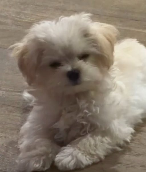 imbluubaelee's tweet photo. แม่ลูกผูกจิต หยองหยอง กับเหนียวเหนียว https://t.co/V9B4A3yTfy