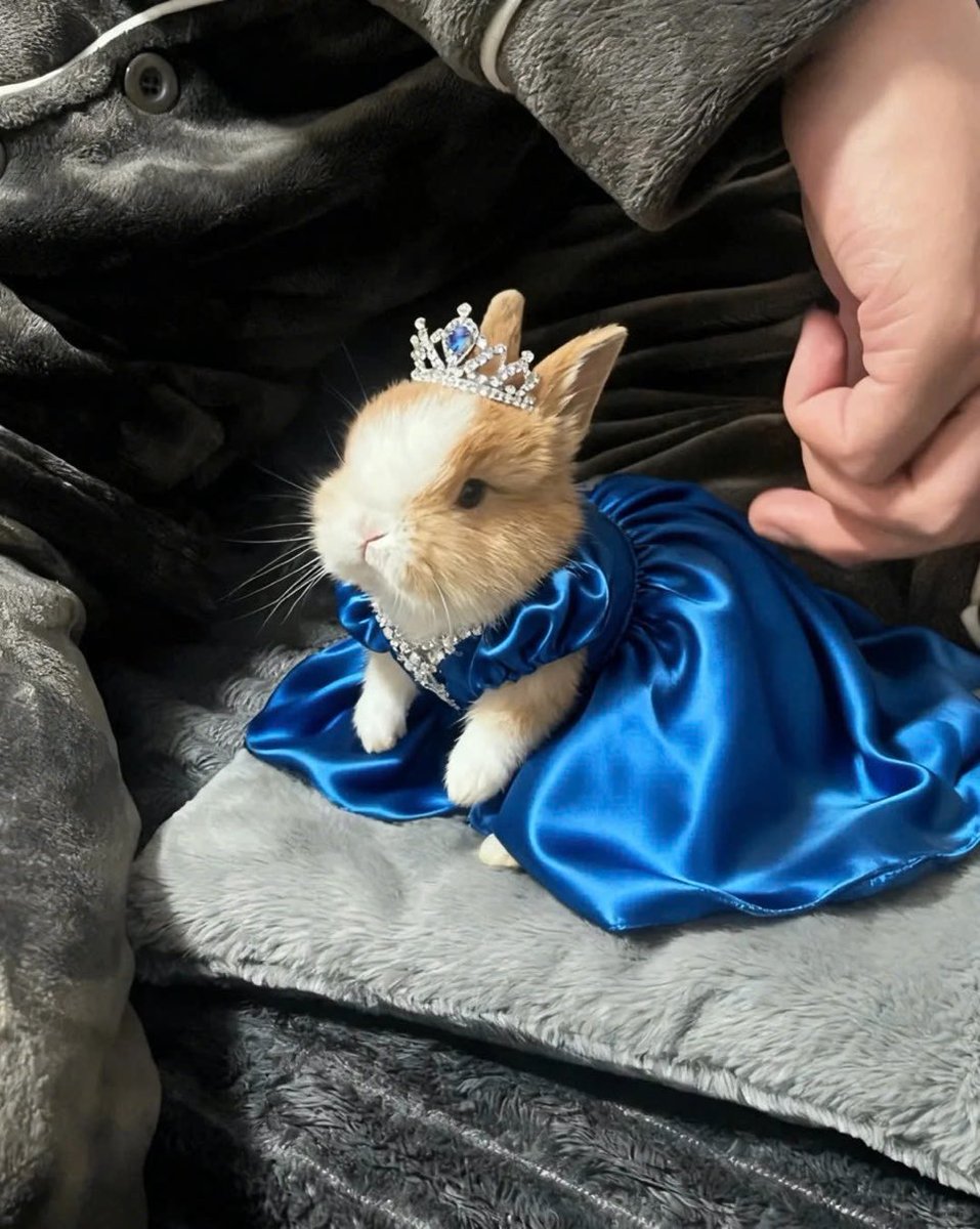 trevikrnx's tweet photo. my princess 🐰 https://t.co/eAhBYf1T8P