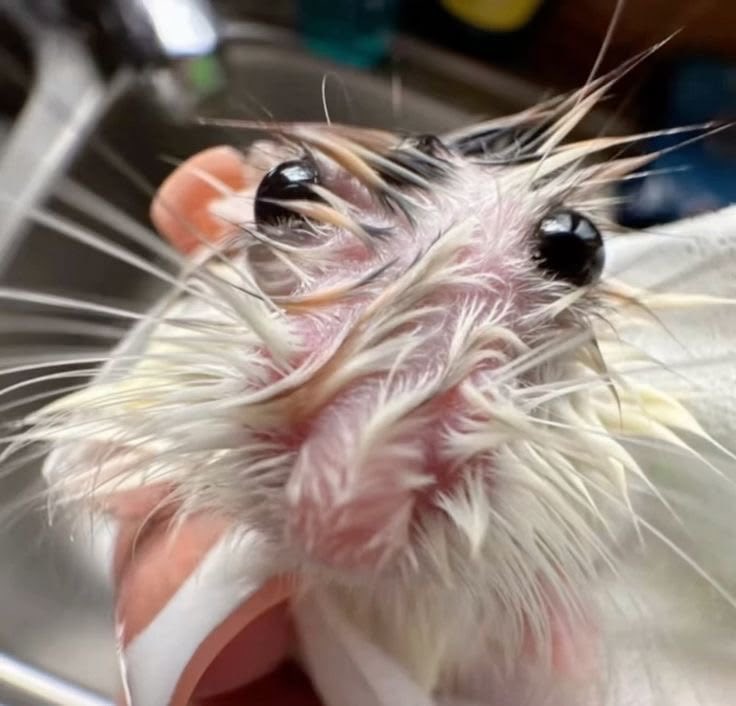 ichewthings's tweet photo. wet rat https://t.co/6FefucTsWK