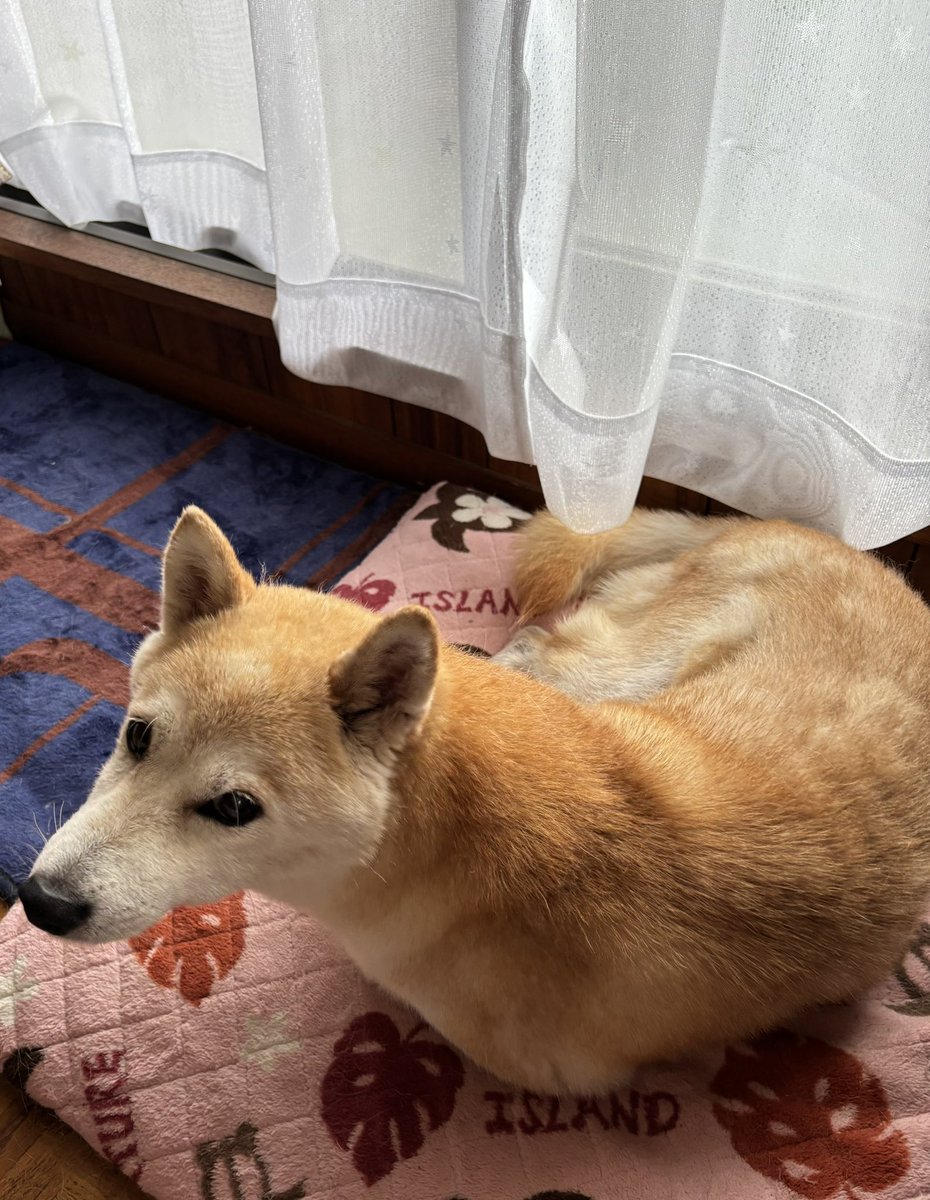 aco_ichigo's tweet photo. きなこのシャンプー
めっちゃ格闘でした🤣
こちらそんな暑くないはずなのに
汗びっしょり💦
きなこは拗ねてすみっコぐらしからの
恨みがましい目で見つめてます👀 https://t.co/RZpKxGOcsa