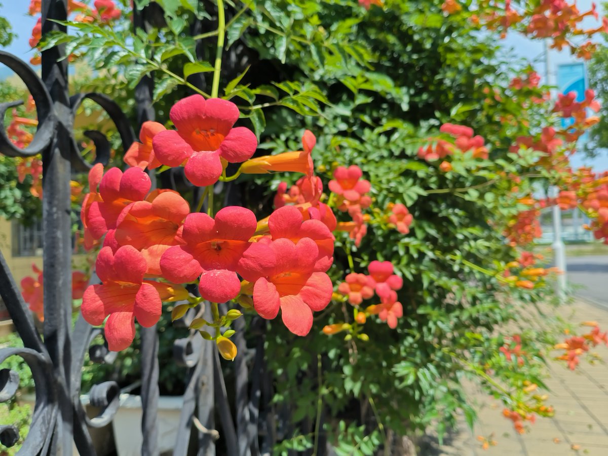 IdaEun91884's tweet photo. DIY paper flower wall decor for my small apartment  So easy and brightens up the space perfectly! #CraftDiaries https://t.co/SgPpNrcivE