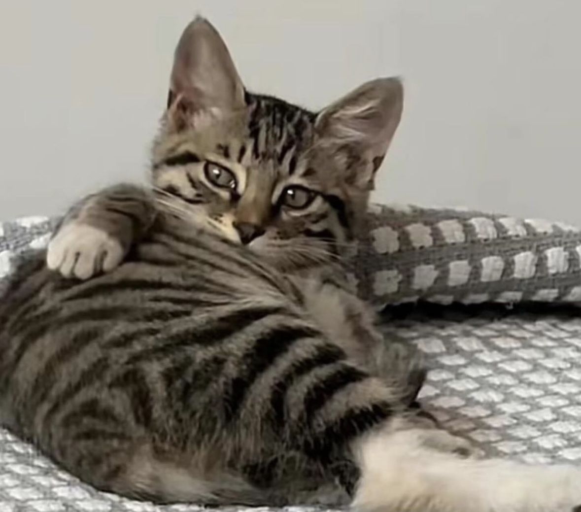 sobat meow tweet media
