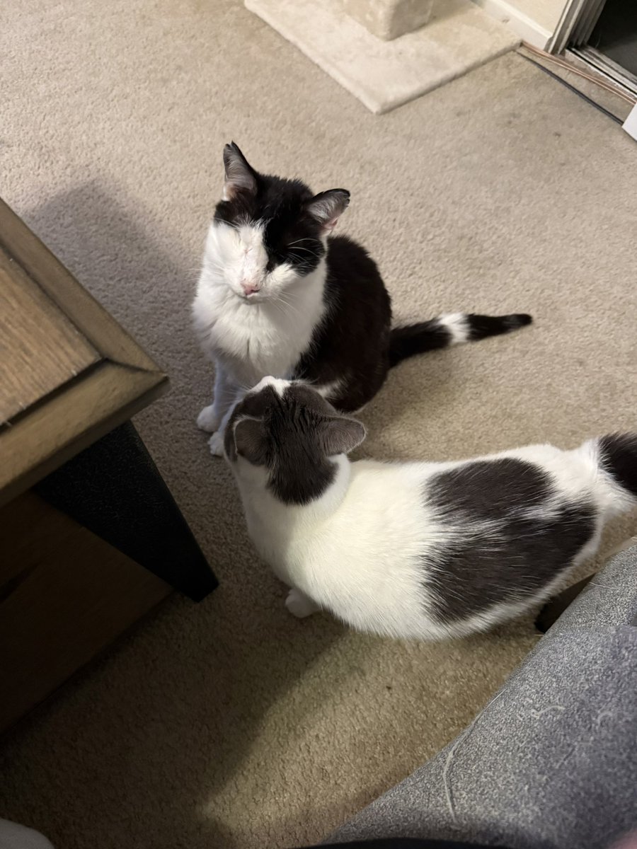 feederofcats's tweet photo. he SAYS he wants your grilled cheese https://t.co/ga9xo1UP8C