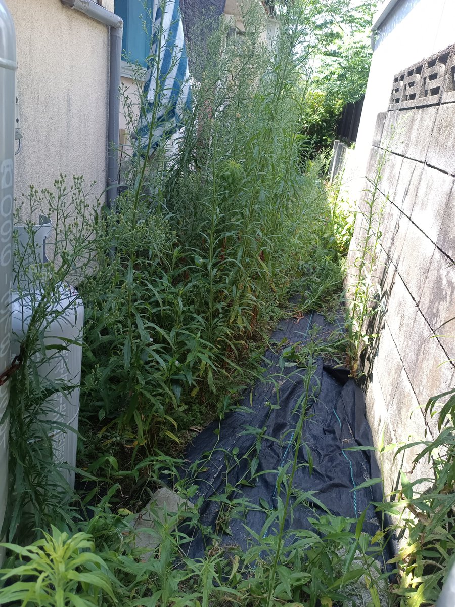 rinrin774rr's tweet photo. 除草剤の効果を感じれる適量！ https://t.co/L9jMUcdRuk