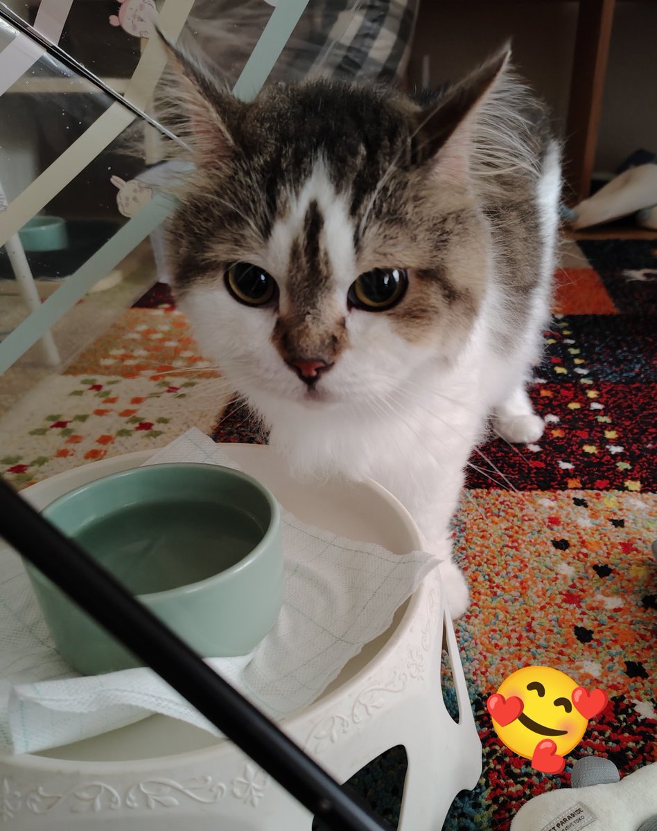 chaumoru's tweet photo. ハンサムボーイズ😍
#猫のいる暮らし𓃠 #長毛種
#トリミング
#ポルト #ボナッチャ https://t.co/9MomViZr9t