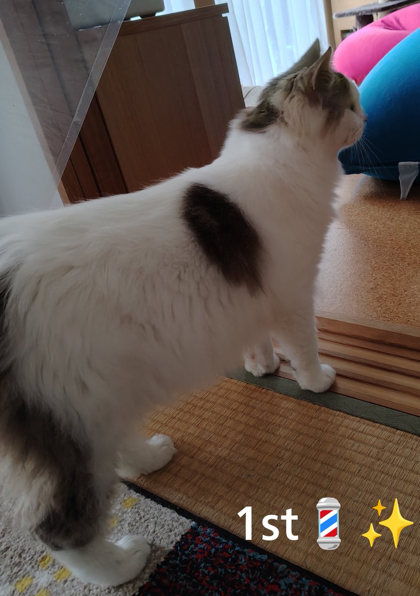 chaumoru's tweet photo. ハンサムボーイズ😍
#猫のいる暮らし𓃠 #長毛種
#トリミング
#ポルト #ボナッチャ https://t.co/9MomViZr9t