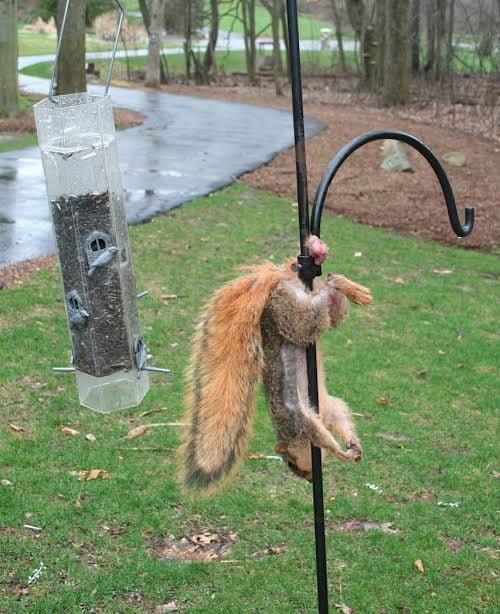 blinkythefish's tweet photo. @puppyeh1 RIP Yorick. Could be worse though, spare a thought for this little guy... https://t.co/WneU9tFdms