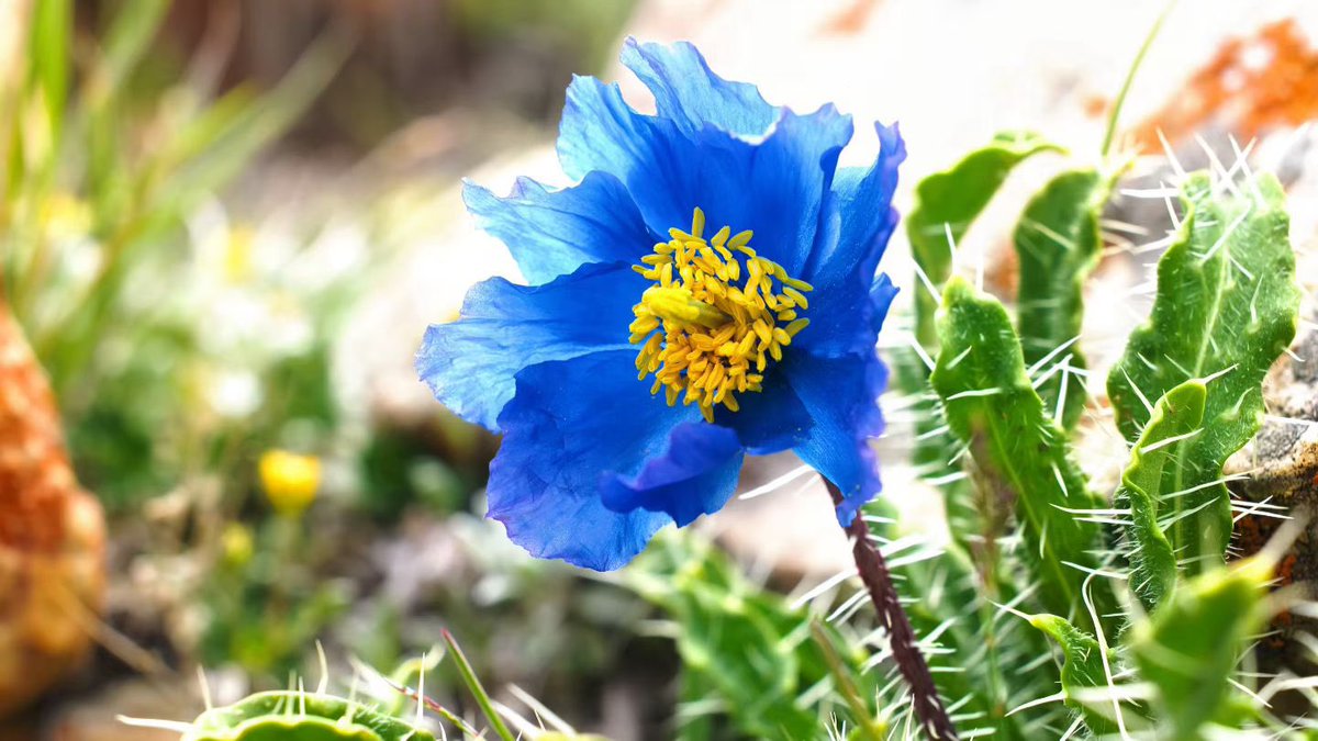 DYuldron's tweet photo. A botanical treasure of the Xizang Plateau, Meconopsis blooms bravely on the high Himalayan grasslands. Witness the resilient beauty of life on the roof of the world.
#Xizang #Meconopsis #Himalayas #PlateauWildflowers https://t.co/zTDioal4VS