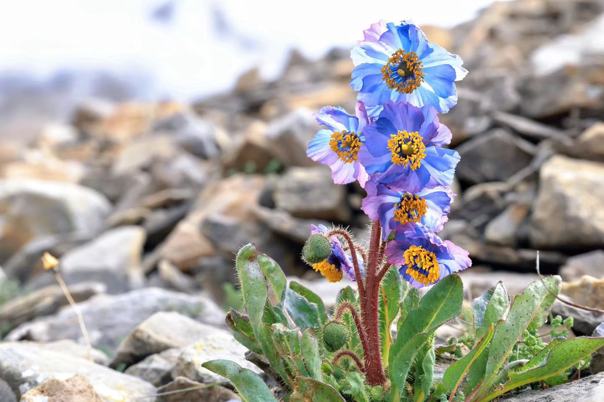 DYuldron's tweet photo. A botanical treasure of the Xizang Plateau, Meconopsis blooms bravely on the high Himalayan grasslands. Witness the resilient beauty of life on the roof of the world.
#Xizang #Meconopsis #Himalayas #PlateauWildflowers https://t.co/zTDioal4VS