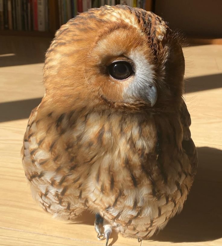 owltwting's tweet photo. feeling cute might delete later https://t.co/JzDg4r0K8o