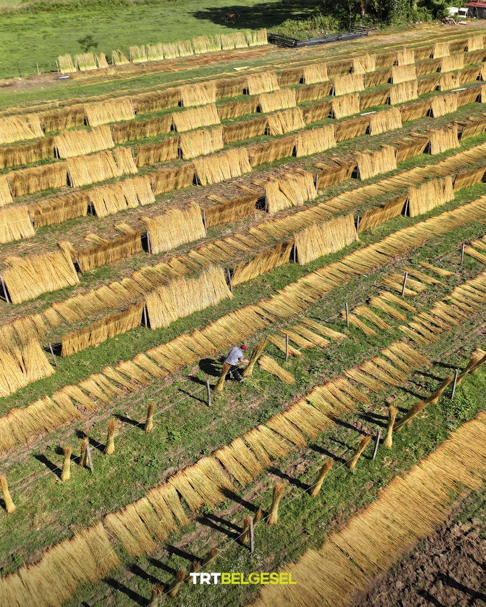 Spotnewsth's tweet photo. 🇹🇷 Bulrush, locally known as “goga grass,” grows naturally in the wetlands of the Kızılırmak Delta Bird Sanctuary, which is included on UNESCO’s World Heritage Tentative List, and has become a source of income for local farmers. 

Collected with official permission, the grass is left to dry in the area for 20 to 25 days after harvesting.