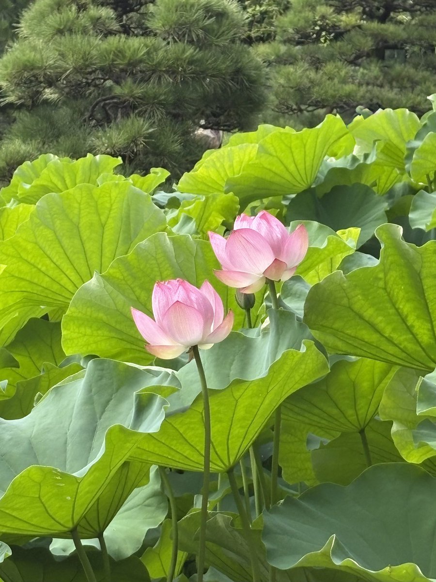 kiiro83's tweet photo. 蓮ーーーー‼️🪷
すてきーっ💖💖💖

背の高さにびっくり‼️
睡蓮と全然違う😳

花が開くのが朝７時〜9時ってことで
早起きして行ってきました✨
頑張って起きてほんとに良かった🥹💖

今年は見頃が遅れてるらしく
あんまり咲いてなくて残念だったけど…
来年また絶対行くっきゃない！🌈 https://t.co/AwqpZCPLCO
