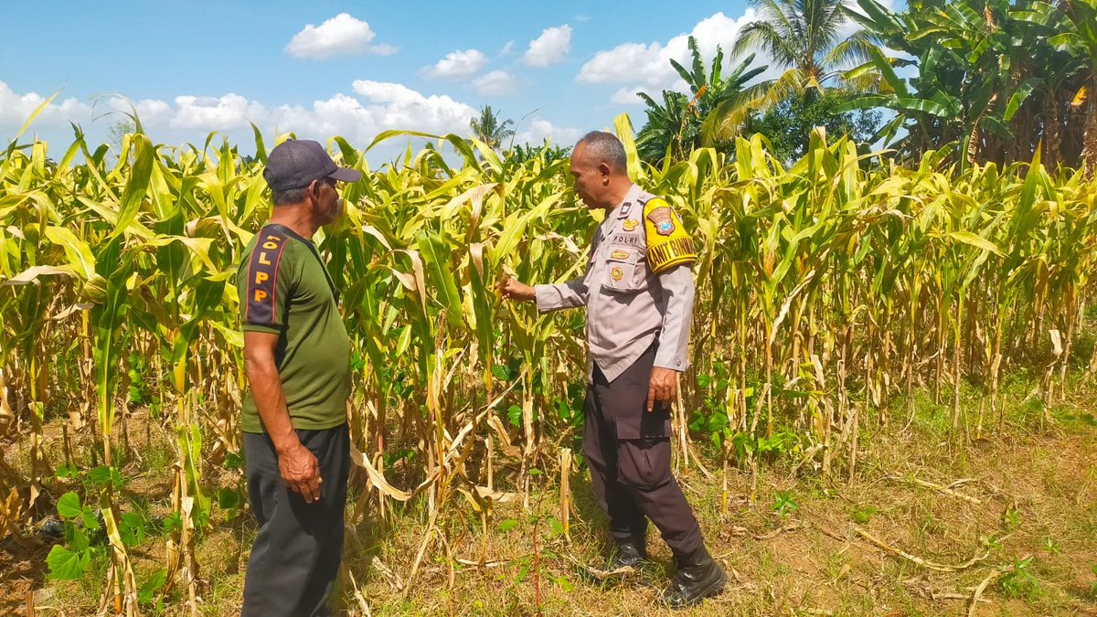 PolresWuluhan's tweet photo. #astacita #swasembadapangan #polisicintatani #polripresisi #ketahananpangan #ketahananpanganpoldajatim #ssdmpolri #divhumaspolri #birosdmpoldajatim #bidhumaspoldajatim #polresjember #jember https://t.co/QhXZ8TN2Pq