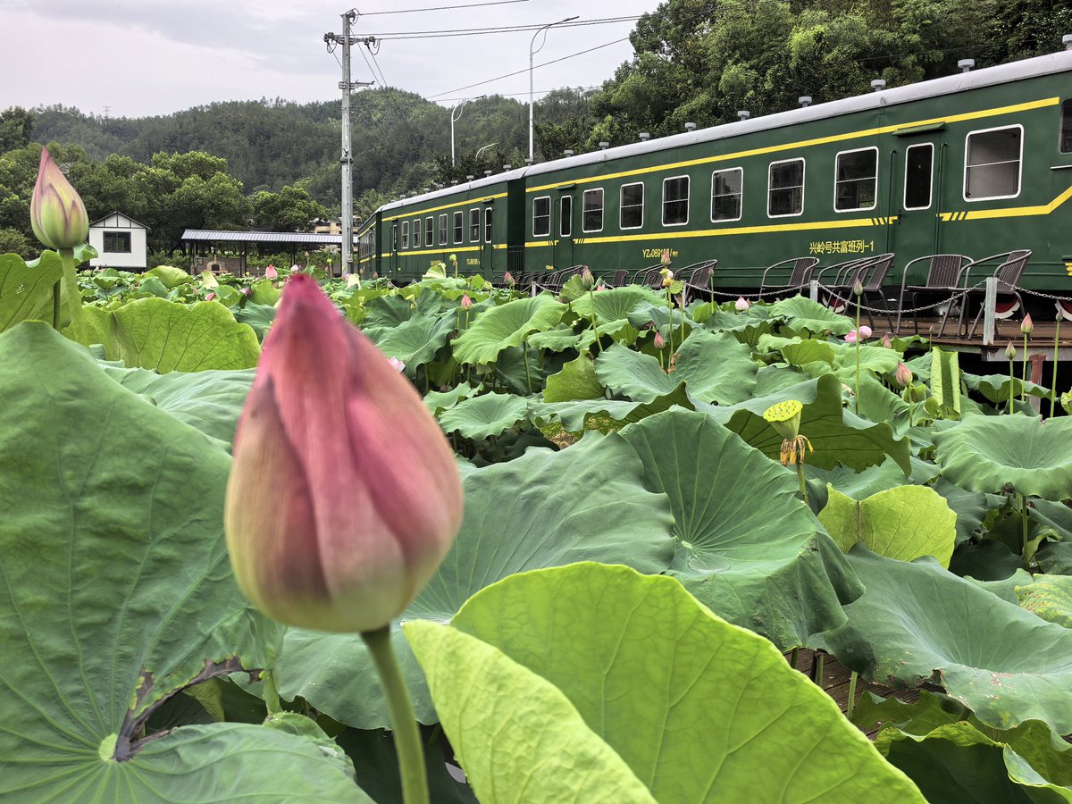 zh13957's tweet photo. 荷花的时节 https://t.co/myLiwH6JFq