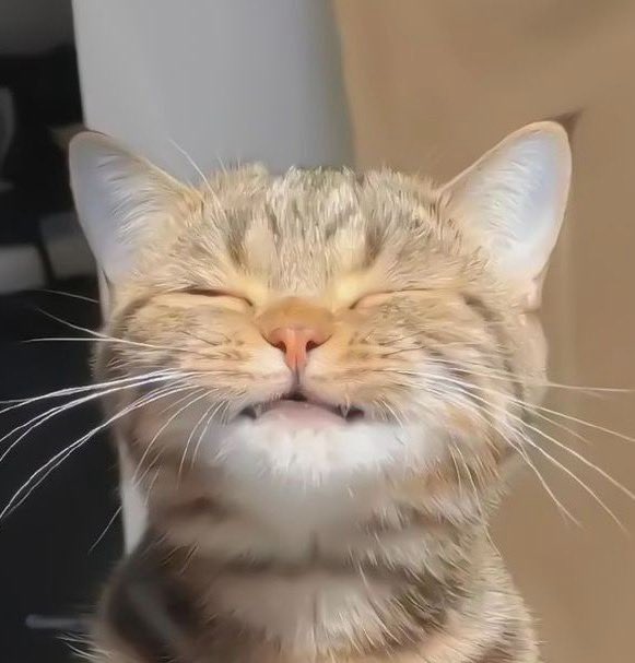SKCN29's tweet photo. est meow~ 🐱🩵🪽⭐️ https://t.co/OrOk1Jwsgu
