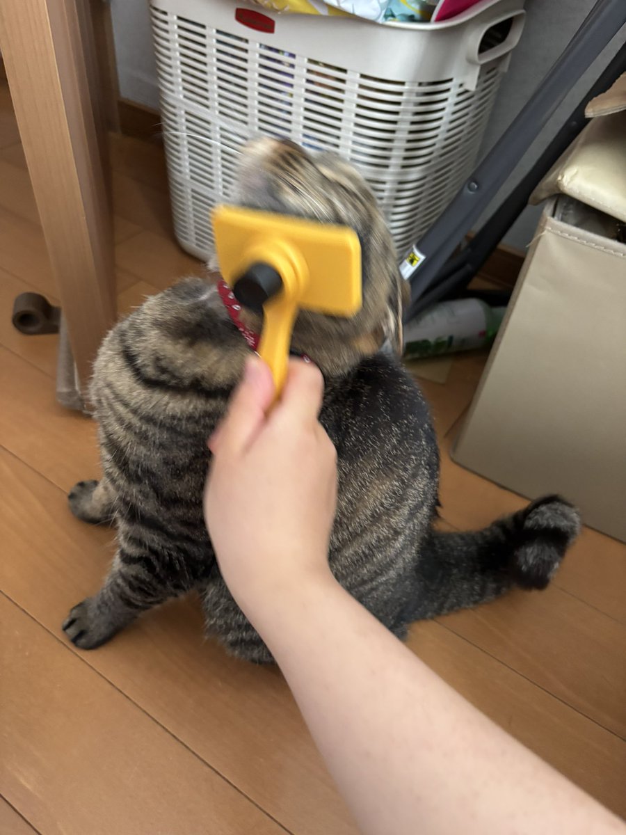 66natum's tweet photo. 顎ブラシゴシゴシが好きすぎて押し付けてくる🐱 https://t.co/Z4qLk5CXna