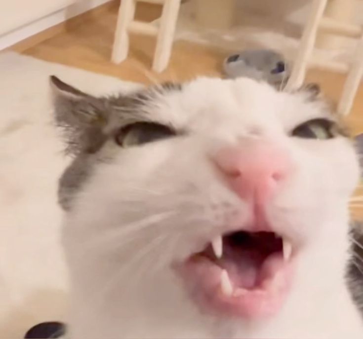 sobat meow tweet media