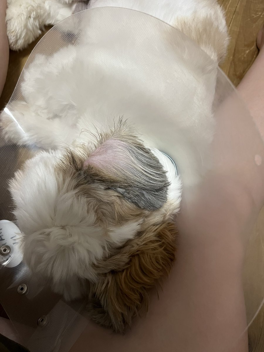 kojiro012's tweet photo. 犬の枕になって1日潰れそうなんですけどwwww https://t.co/bqLY81B1gH