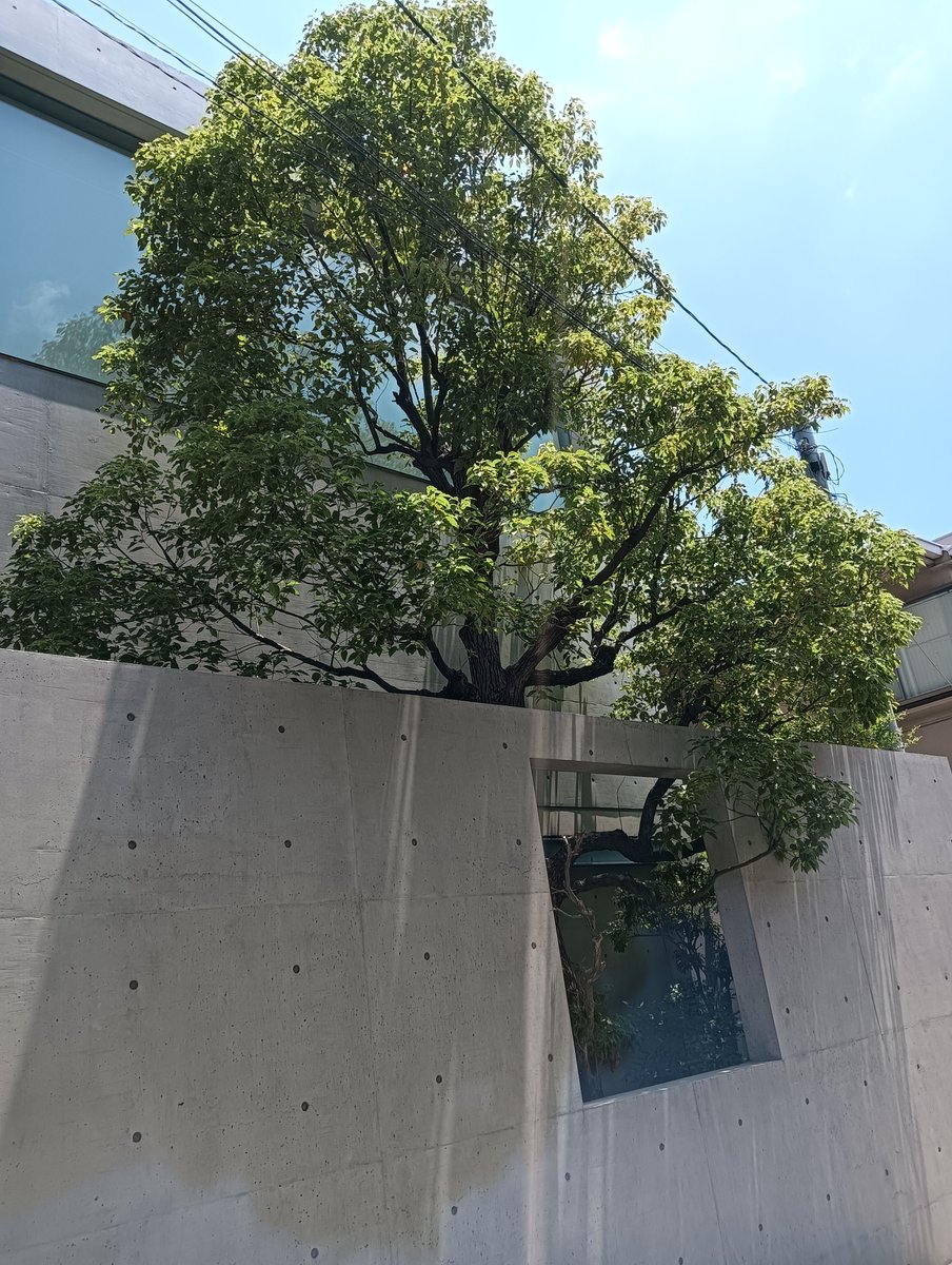yunkimura2022's tweet photo. 安藤忠雄さんの建築はやっぱり素敵でした。

#小さい芽
#西宮市夙川 https://t.co/17oUso1AXI