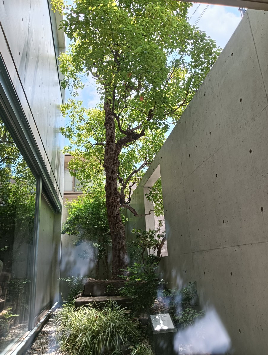 yunkimura2022's tweet photo. 安藤忠雄さんの建築はやっぱり素敵でした。

#小さい芽
#西宮市夙川 https://t.co/17oUso1AXI