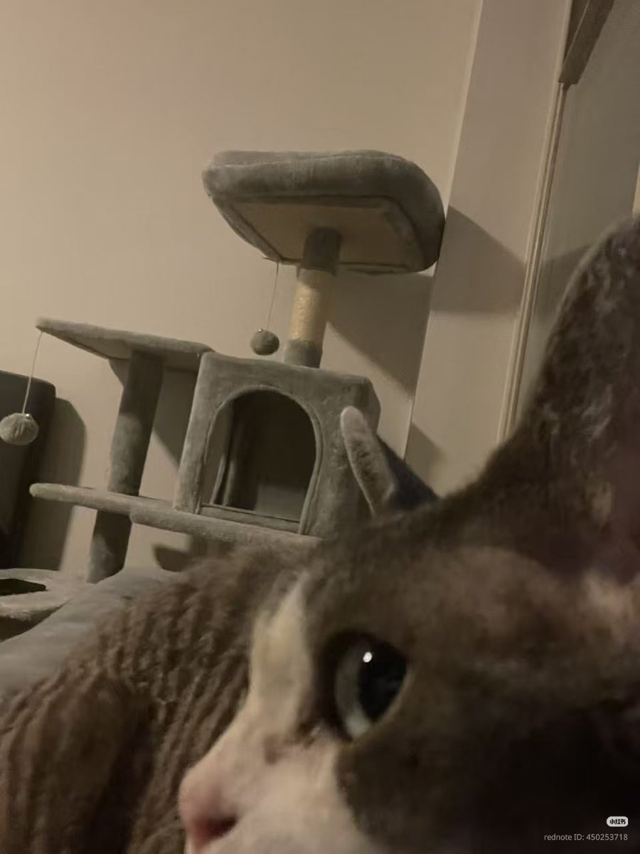 nocontextscats's tweet photo. bombastic side eye https://t.co/q39QSlfV7V