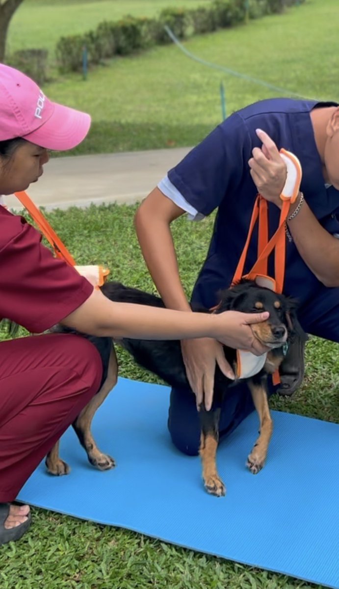 Happy Doggo Thailand tweet media