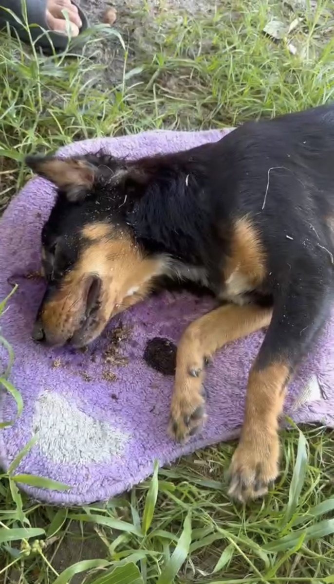 Happy Doggo Thailand tweet media