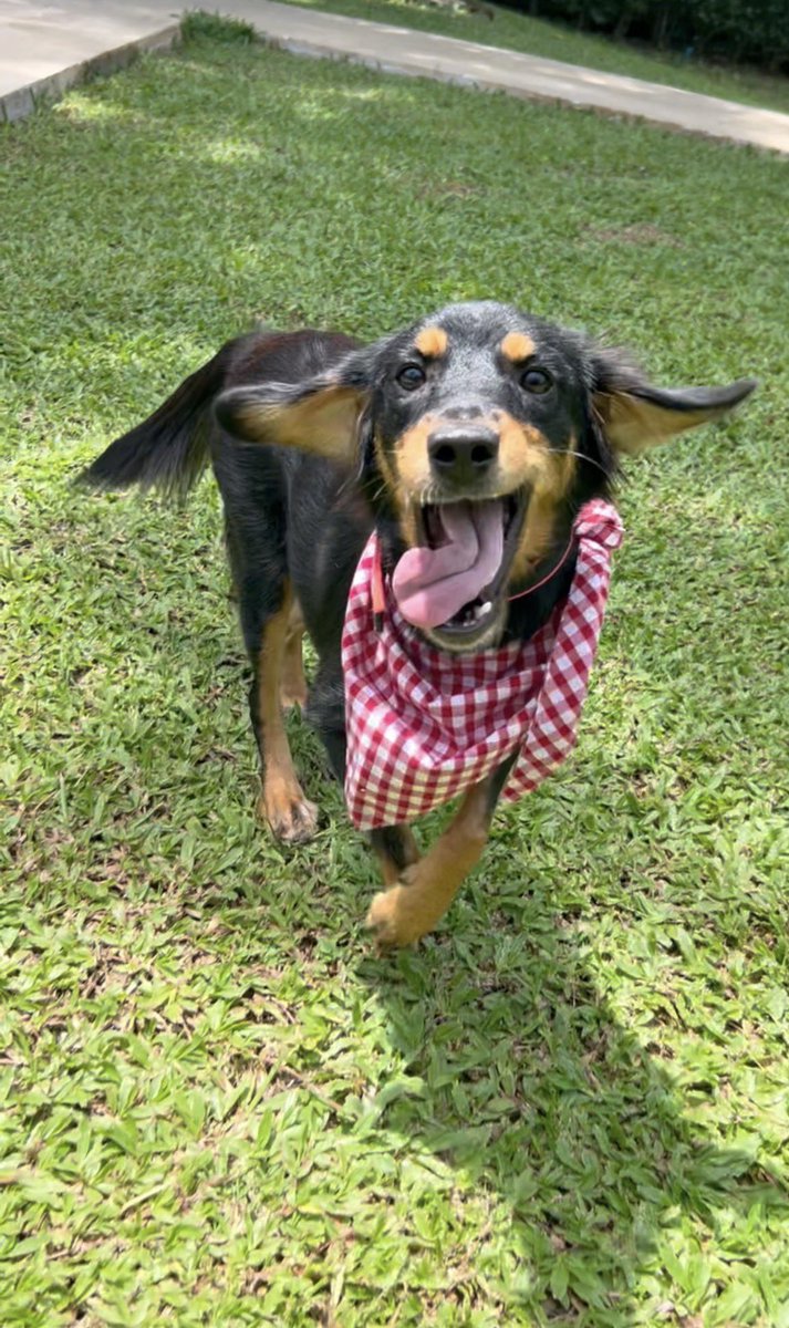 Happy Doggo Thailand tweet media