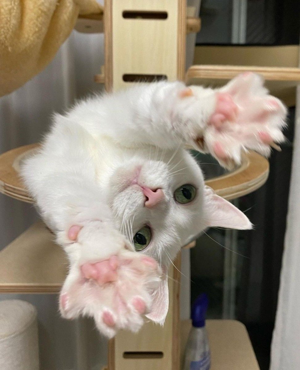 sobat meow tweet media