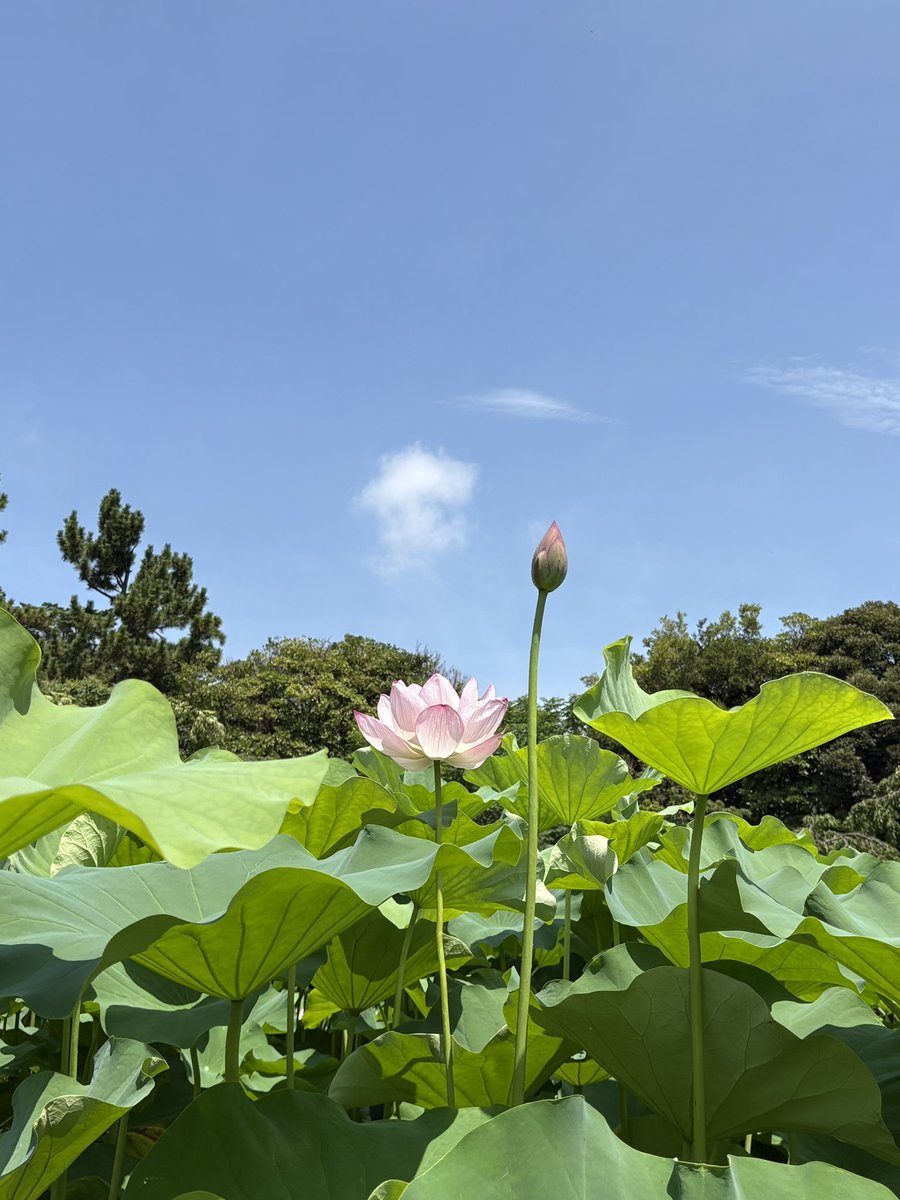 kiiro83's tweet photo. 泥に染まらず
清らかな花を咲かせる蓮の花🪷

天に向かって高く高く伸びていく姿を
目の当たりにして

困難を超えていく
しなやかな強さを感じました

ひまわりの次に大好きなお花かも🥰 https://t.co/K7miOv9sJ1