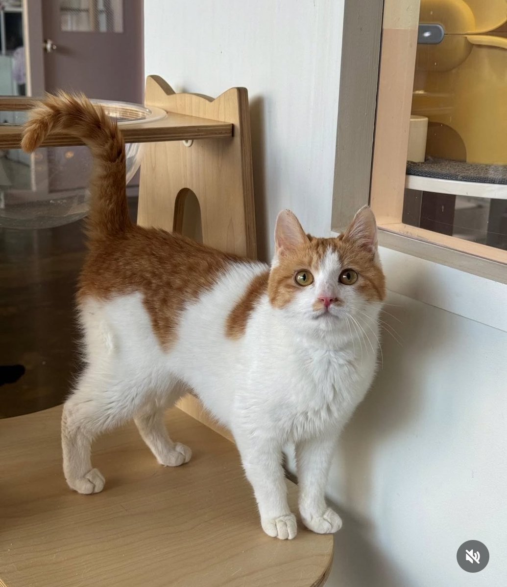 ollyonecat's tweet photo. 서울에서 부촌으로 유명한 동네의 어떤 집에 쥐잡이로 묶여 살던 담이의 평생 가족을 찾는다고 해요. 자세한 사연과 링크는 아래 타래로 달게요. https://t.co/jI7h3sAiJg