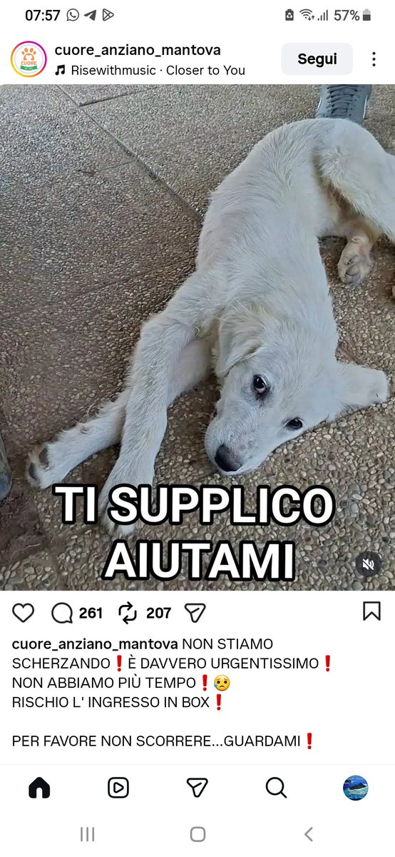 Angela2liveit1's tweet photo. ❤CONDIVISIONE URGENTE❤ADOTTATE❤ https://t.co/kWY7OMzXjE